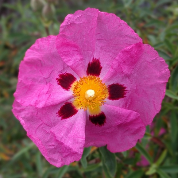 Meet your Posher! - Picture 1 of 1